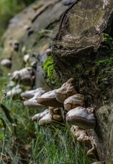 Fomes fomentarius