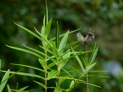 Veronica stricta stricta