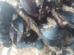 Mytilus galloprovincialis