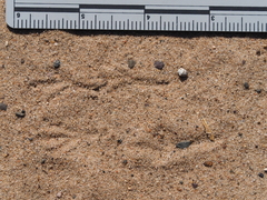 Spizella passerina