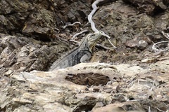 Cyclura nubila