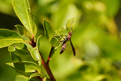 Polistes bahamensis