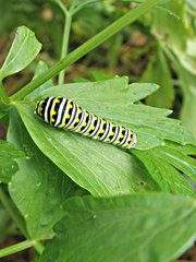 Papilio polyxenes