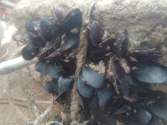 Mytilus galloprovincialis