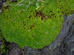 Ptychostomum capillare