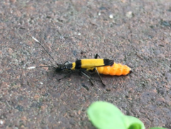 Chauliognathus imperialis