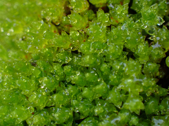 Ptychostomum capillare