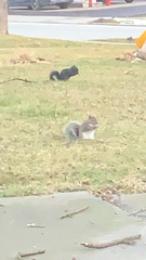 Sciurus carolinensis