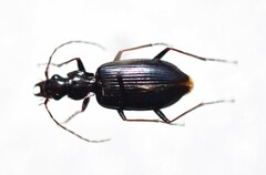 Platyninae