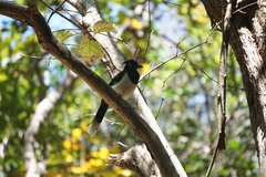 Cyanocorax cyanopogon