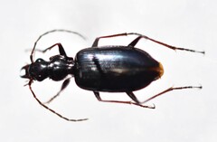 Platyninae