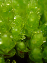 Ptychostomum capillare