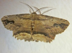 Menophra abruptaria