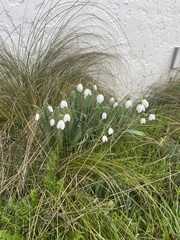Galanthus elwesii