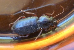 Harpalina