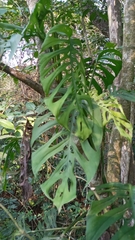 Monstera acuminata