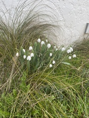 Galanthus elwesii