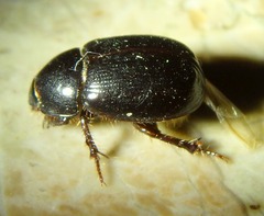 Hybosorus illigeri