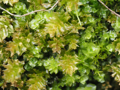 Plagiomnium venustum