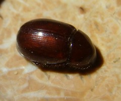 Hybosorus illigeri