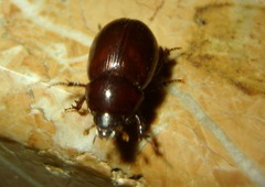Hybosorus illigeri