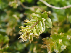 Plagiomnium venustum