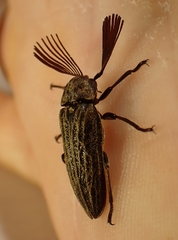 Callirhipis cardwellensis