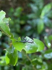Brentinae