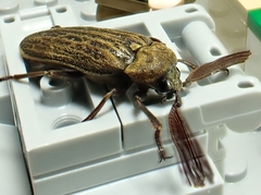Callirhipis cardwellensis
