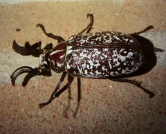 Polyphylla fullo