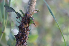 Umbonia crassicornis