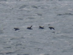 Synthliboramphus antiquus