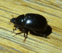 Hybosorus illigeri