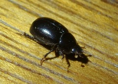 Hybosorus illigeri