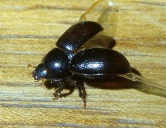 Hybosorus illigeri