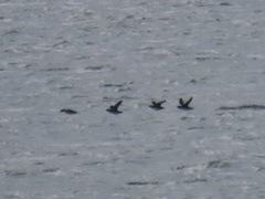 Synthliboramphus antiquus