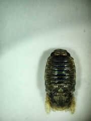 Sphaeroma walkeri