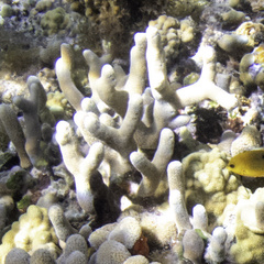 Porites divaricata