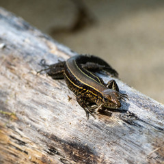 Holcosus quadrilineatus