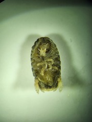 Sphaeroma walkeri