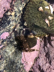 Pagurus hirsutiusculus