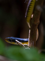 Chironius flavopictus