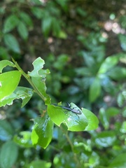 Brentinae