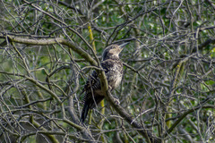 Colaptes pitius