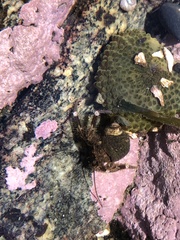 Pagurus hirsutiusculus