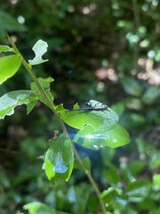 Brentinae