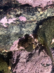 Pagurus hirsutiusculus