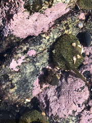 Pagurus hirsutiusculus