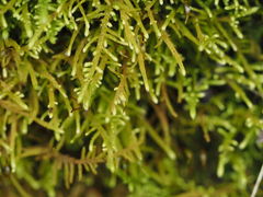 Claopodium crispifolium