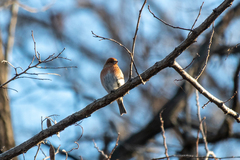 Carpodacus roseus